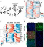 ZO-1 Antibody in Immunohistochemistry (IHC)