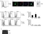 JAML Antibody in Flow Cytometry (Flow)