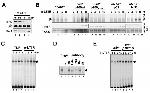 Lymphotoxin beta Receptor Antibody in Western Blot (WB)