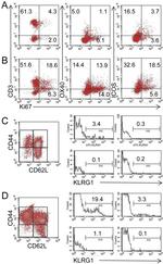 Ki-67 Antibody in Flow Cytometry (Flow)