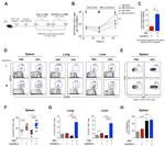 Ki-67 Antibody in Flow Cytometry (Flow)