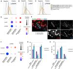 Ki-67 Antibody in Flow Cytometry (Flow)