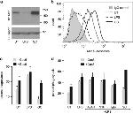 MERTK Antibody in Flow Cytometry (Flow)