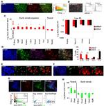 Nanog Antibody in Immunocytochemistry (ICC/IF)