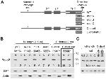 FOXP3 Antibody in Western Blot (WB)