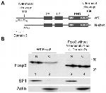 FOXP3 Antibody in Western Blot (WB)