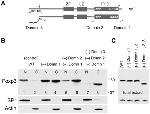 FOXP3 Antibody in Western Blot (WB)