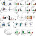 iNOS Antibody in Flow Cytometry (Flow)