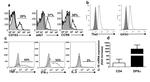 T-bet Antibody in Flow Cytometry (Flow)