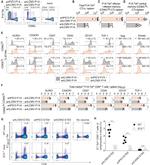 T-bet Antibody in Flow Cytometry (Flow)