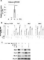 Musashi-1 Antibody in Western Blot (WB)