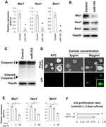 Musashi-1 Antibody in Western Blot (WB)