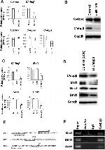 Musashi-1 Antibody in Western Blot (WB)