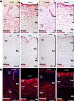 Aggrecan Neo Antibody in Immunocytochemistry (ICC/IF)