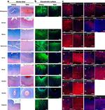 Aggrecan Neo Antibody in Immunocytochemistry (ICC/IF)