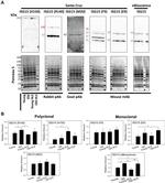 ISG15 Antibody in Western Blot (WB)