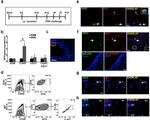 FceR1 alpha Antibody in Flow Cytometry (Flow)