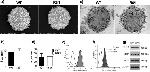 FceR1 alpha Antibody in Flow Cytometry (Flow)