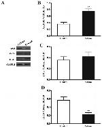 iNOS Antibody in Western Blot (WB)