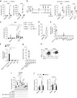 iNOS Antibody in Flow Cytometry (Flow)