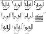 iNOS Antibody in Western Blot (WB)