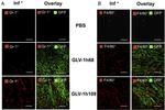 Ly-6G/Ly-6C Antibody in Immunohistochemistry (IHC)