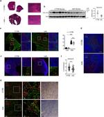 Cytokeratin 14/16 Antibody in Immunocytochemistry (ICC/IF)