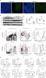 AIRE Antibody in Western Blot, Immunocytochemistry (WB, ICC/IF)