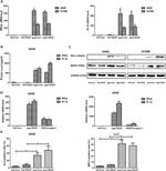 HLA-ABC Antibody in Flow Cytometry (Flow)