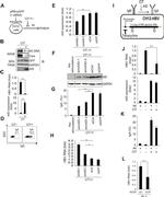 AID Antibody in Western Blot (WB)