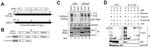 AID Antibody in Western Blot (WB)