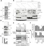 AID Antibody in Western Blot (WB)