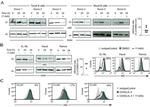 AID Antibody in Western Blot, Flow Cytometry (WB, Flow)