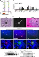 TCR beta Antibody in Western Blot (WB)