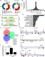 Blimp-1 Antibody in ChIP Assay (ChIP)