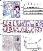 Blimp-1 Antibody in Western Blot, Immunohistochemistry (WB, IHC)