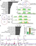 Blimp-1 Antibody in ChIP Assay (ChIP)