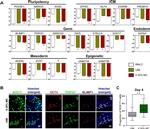 Blimp-1 Antibody in Immunocytochemistry (ICC/IF)