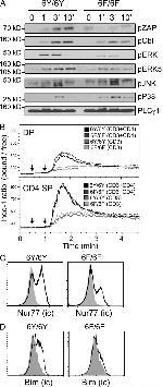 Nur77 Antibody in Flow Cytometry (Flow)