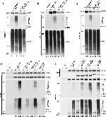 Ubiquitin Antibody in Western Blot (WB)