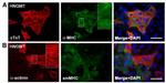 Myosin 4 Antibody in Immunocytochemistry (ICC/IF)