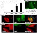 Myosin 4 Antibody in Immunocytochemistry (ICC/IF)