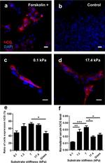 Chorionic Gonadotropin Antibody in Immunocytochemistry (ICC/IF)