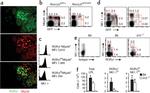 ROR gamma (t) Antibody in Immunohistochemistry (Frozen), Flow Cytometry (IHC (F), Flow)