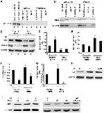 ROR gamma (t) Antibody in Western Blot (WB)