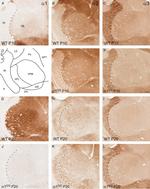 IL-1 alpha Antibody in Immunohistochemistry (IHC)