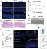 IL-1 beta (Pro-form) Antibody in Flow Cytometry (Flow)