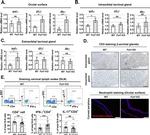 IFN gamma Antibody in Flow Cytometry (Flow)