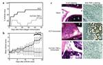 TNF alpha Antibody in Immunohistochemistry (IHC)