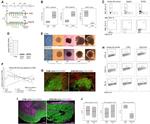 SSEA1 Antibody in Flow Cytometry (Flow)